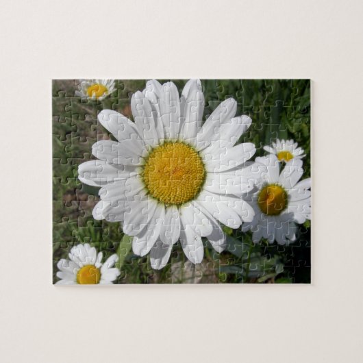 Puzzle Shasta Daisy (Chrysanthemum maximum) (Horizontal)