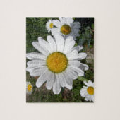 Puzzle Shasta Daisy (Chrysanthemum maximum) (Vertical)