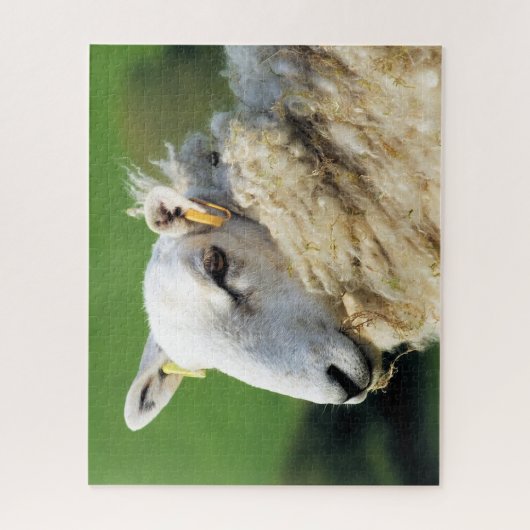 PUZZLE SHEEP (Vertical)