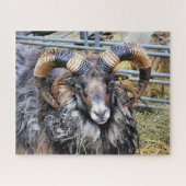 PUZZLE SHEEP (Horizontal)