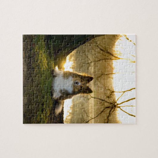 Puzzle sheltie (Horizontal)