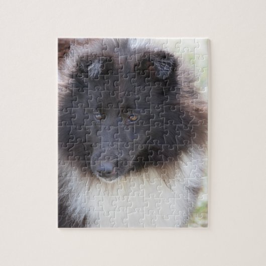 Puzzle Sheltie adorable (Vertical)