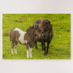 Puzzle Shetland Pony mère et progéniture