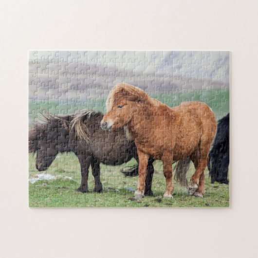 Puzzle Shetland Pony, Shetland Islands, Écosse 2 (Horizontal)