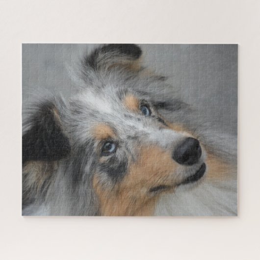 Puzzle Shetland Sheep Chien Jigsaw. (Horizontal)
