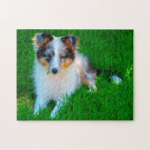 Puzzle Shetland Sheep Chien Jigsaw. (Horizontal)