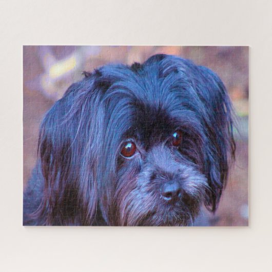 Puzzle Shih Tzu Dog Jigsaws. (Horizontal)