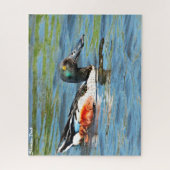 Puzzle Shoveler Duck (Vertical)