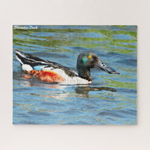 Puzzle Shoveler Duck
