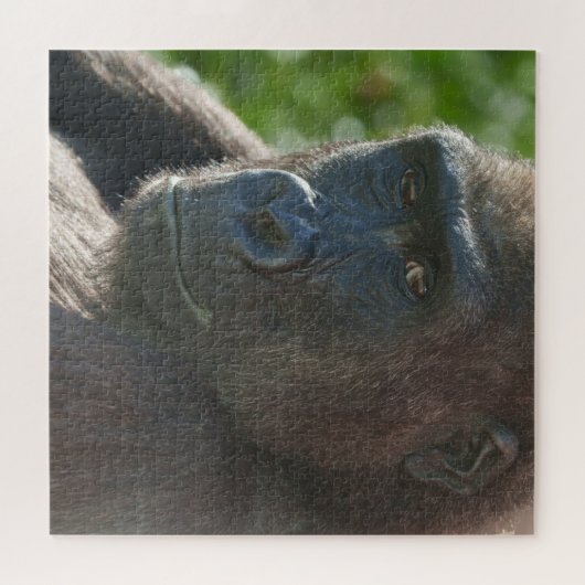 Puzzle Shufai du zoo de Twycross (Horizontal)