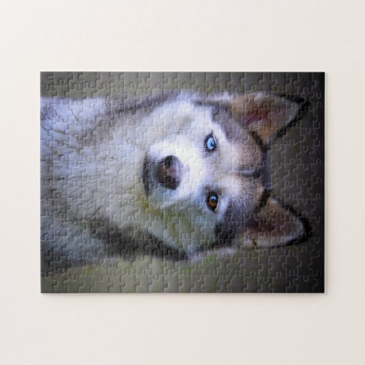 Puzzle Sibérie Husky Jigsaws. (Horizontal)