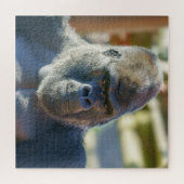 Puzzle Silverback frappant (Horizontal)