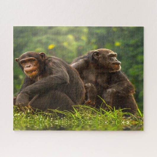 Puzzle Singe Chimpanzé. (Horizontal)