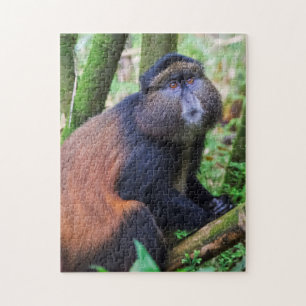 Puzzle Singe doré, Rwanda