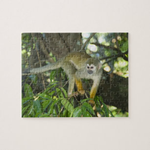 Puzzle Singe écureuil commun, (Saimiri sciureus), Rio