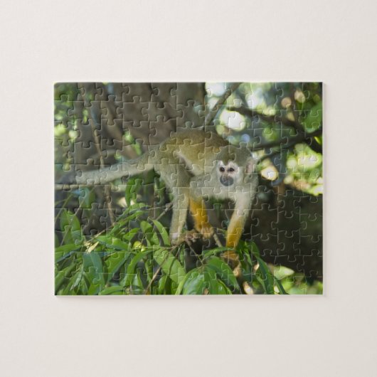 Puzzle Singe écureuil commun, (Saimiri sciureus), Rio (Horizontal)