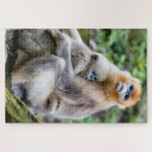 Puzzle Singe nez retroussé doré avec bébé (Horizontal)