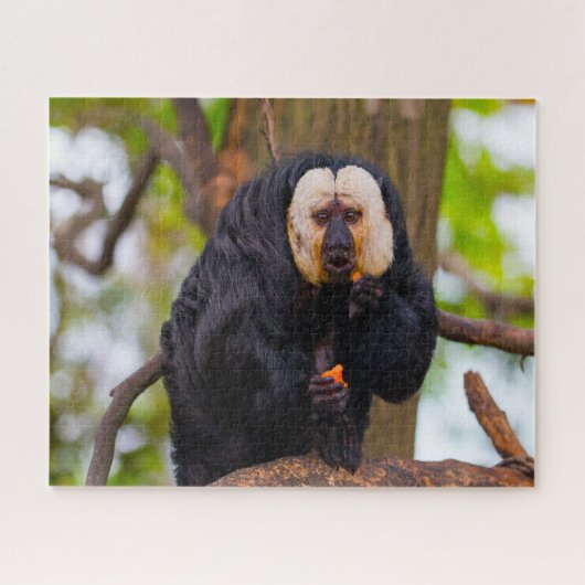 Puzzle Singes Saki. (Horizontal)