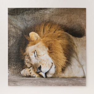 Puzzle Sleepy Dreaming Adult Lion on Rocks