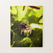 Puzzle Small Jumping Spider (Vertical)