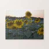 PUZZLE SOMNOLENT DE TOURNESOLS (Horizontal)