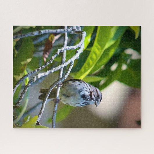 Puzzle Song Sparrow (Horizontal)