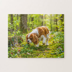 Puzzle Spaniel se promenant dans une forêt de printemps l