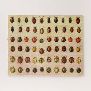 Puzzle Spécimen de coccinelle vintage Motif Insecte antiq