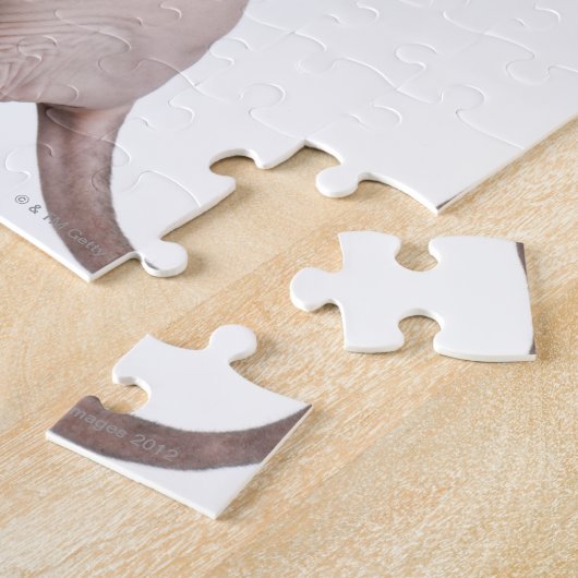 Puzzle Sphynx (13 months old) (Côté)