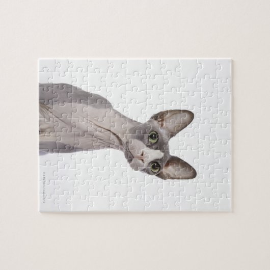 Puzzle Sphynx Cat with surprised expression (Horizontal)