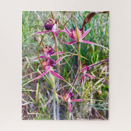 Puzzle Spider Orchids (Vertical)