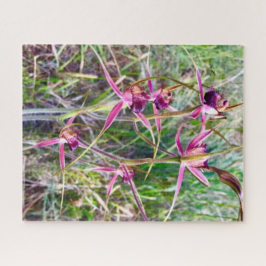 Puzzle Spider Orchids (Horizontal)