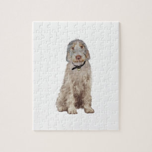 Puzzle Spinone Italien (A) - Blé