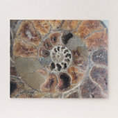 Puzzle Sprial Shell Fossil (Horizontal)