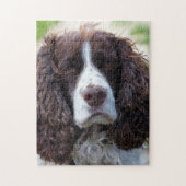 Puzzle springer anglais spaniel.png (Vertical)