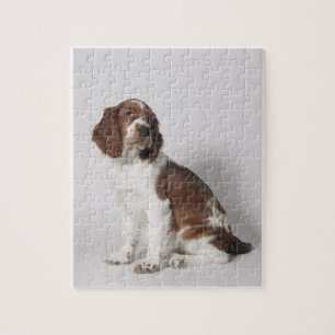 Puzzle Springer spaniel