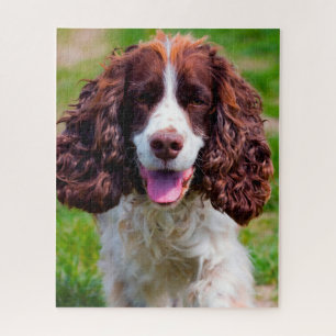 Puzzle Springer Spaniel Dog Jigsaws.