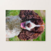 Puzzle Springer Spaniel Dog Jigsaws. (Horizontal)