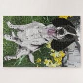 Puzzle Springer Spaniel noir et blanc parmi des jonquille (Horizontal)