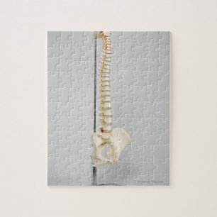 Puzzle Squelette chiropratique