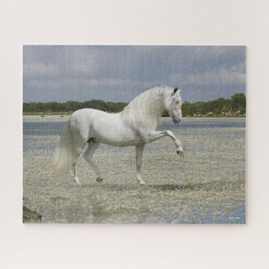 Puzzle Stallion Andalou Gris Se Trouvant Dans Le Lac (Horizontal)