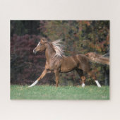 Puzzle Stallion Arabe Courant Fluant Mane Et Queue (Horizontal)
