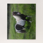 Puzzle Stallion Pony Shetland Se Trouvant Dans L'Herbe (Vertical)