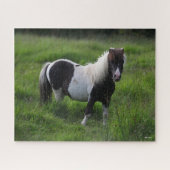 Puzzle Stallion Pony Shetland Se Trouvant Dans L'Herbe (Horizontal)