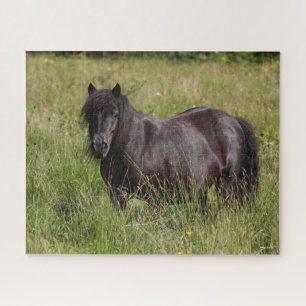 Puzzle Stallion Shetland Noir debout Dans L'Herbe