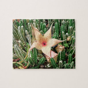 Puzzle Stapelia Starfish Cactus Photo Flower