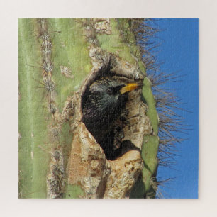 Puzzle Starling dans Saguaro Cactus Photo Southwest Bird