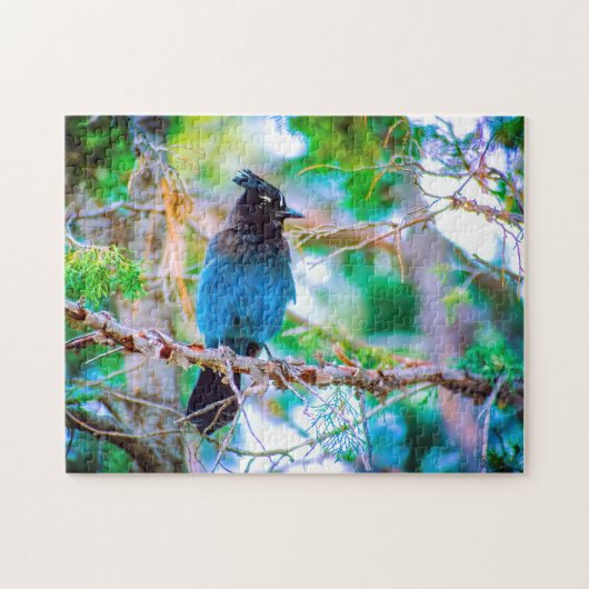 Puzzle Steller's Jay - Photographie originale (Horizontal)