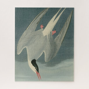 Puzzle Sterne arctique des oiseaux d'Amérique d'Audubon