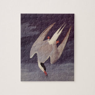 Puzzle Sterne arctique par John James Audubon, Oiseaux Vi